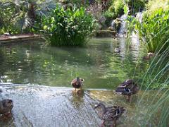 183 D35 PARC OLBIUS RIQUIER A HYERES_000049
